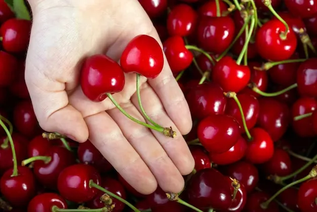 Cerezas durante el embarazo