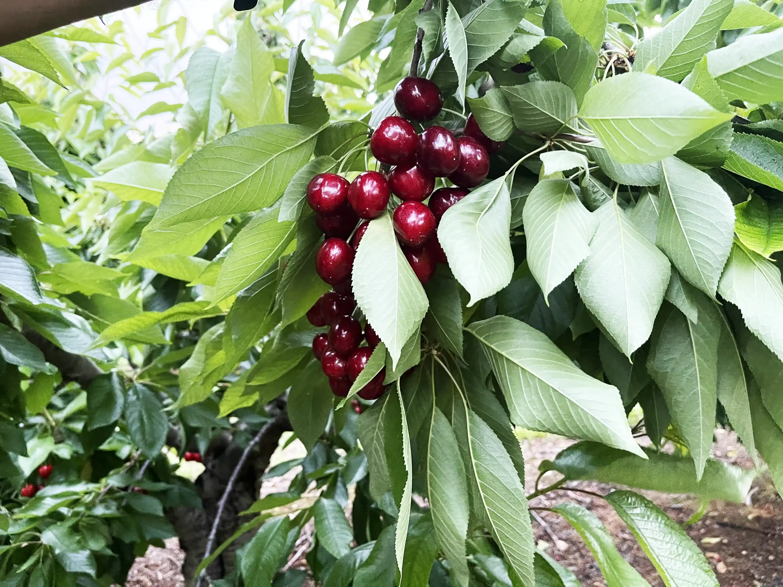 cerezaslasabrosas-3
