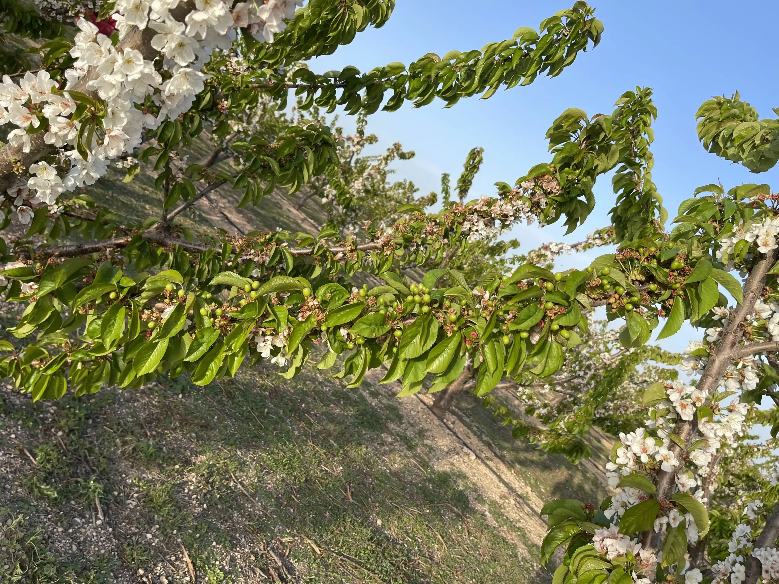 cerezaslasabrosas-7