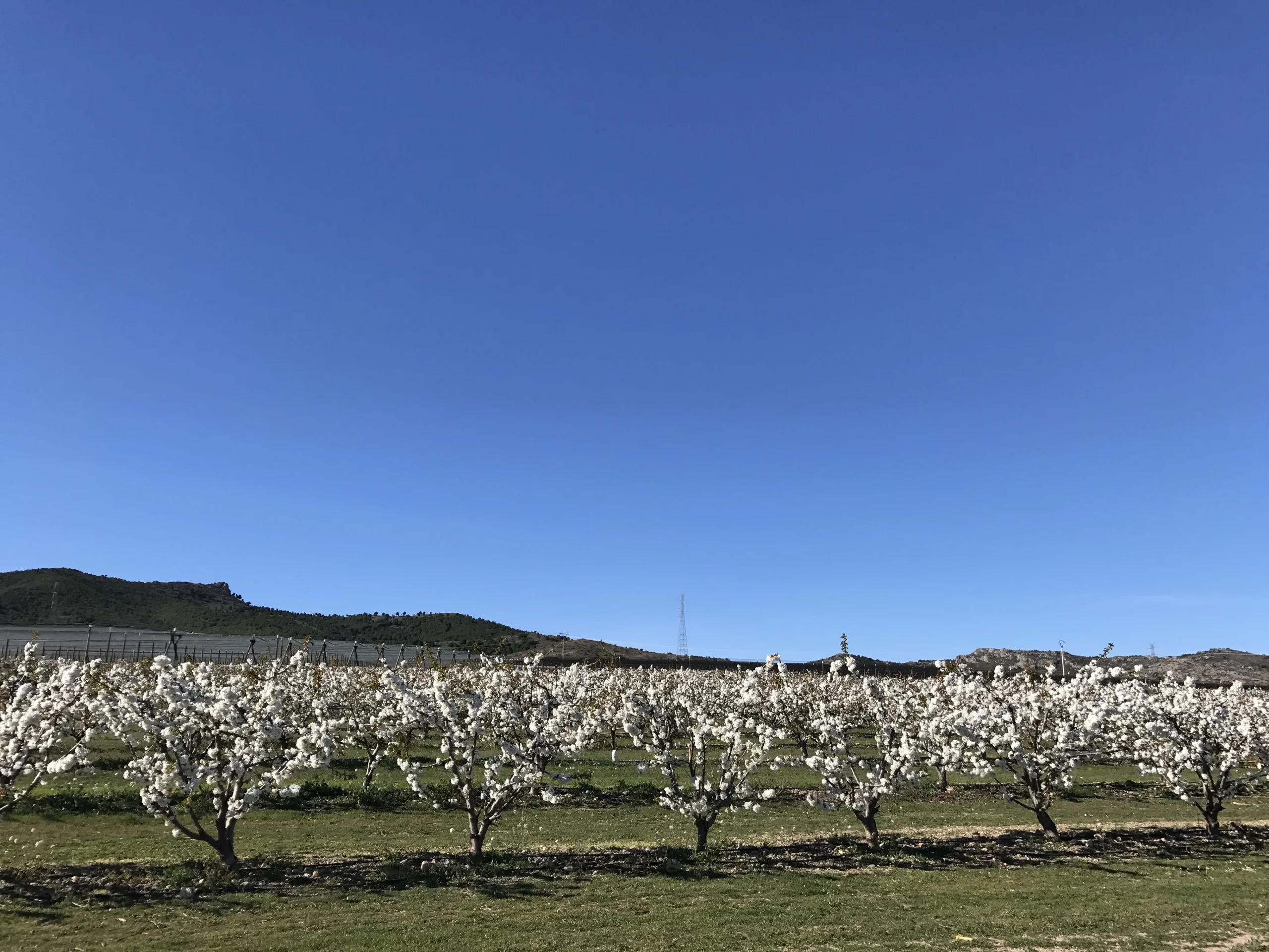 cerezas-sabrosas-ricla-2